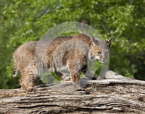 Bobcat Staring Intently