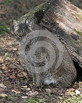 Bobcat Stock Photos.  Bobcat animal close-up profile view. Portrait. Picture. Image. Photo