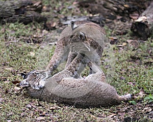 Bobcat Stock Photos.  Bobcat animal wrestling. Bobcat picture. Bobcat portrait. Bobcat image