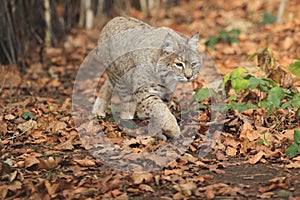 Bobcat