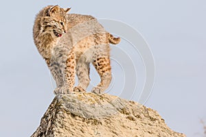 Bobcat on top of rock