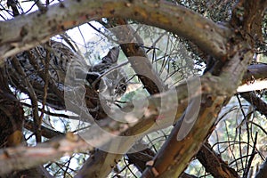 Bobcat In Tree