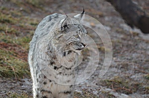 Curious Wandering Bobcat