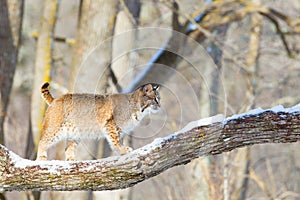 Bobcat walking across tree branch