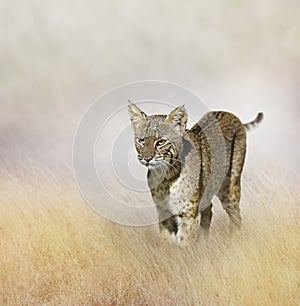 Bobcat