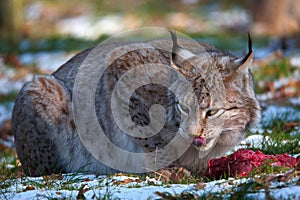 Bobcat in the winter with hunting-success Luchs nach erfolgreicher Jagd photo