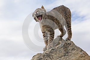 Bobcat yawning on top of rock