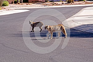 Bobcats