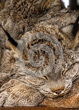 Bobcats lying down for a nap