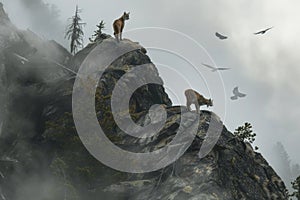 Bobcats on Misty Mountain Cliff photo