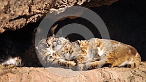 Bobcats Snuggling in the Warm Desert Sun photo