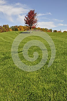 Composition of single red maple trees on a hill of green grass. perfect as wallpaper