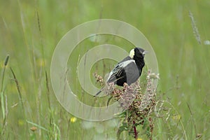 Bobolink