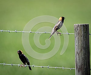 Bobolink birds on wire fence