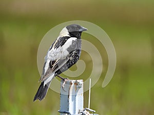 Bobolink, Dolichonyx oryzivorus