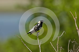 Bobolink Dolichonyx oryzivorus.