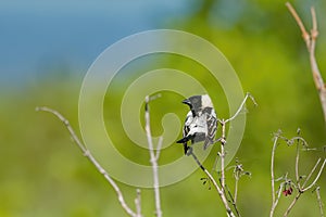 Bobolink Dolichonyx oryzivorus.