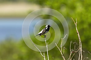 Bobolink Dolichonyx oryzivorus. Natural scene from Wisconsin