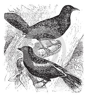 Bobolink or Dolichonyx oryzivorus, two, birds, vintage engraving