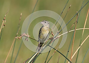Bobolink female dolichonyx oryzivorus photo
