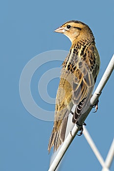 Bobolink