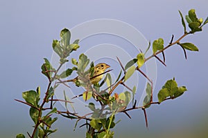 Bobolink Immature  840466