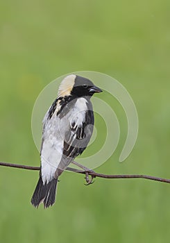 A Bobolink male perched on a barbed wire fence in Ottawa, Canada