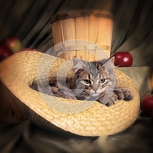 Bobtail Cat photo