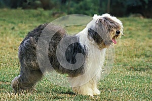 Bobtail Dog or Old English Sheepdog, Adult standing on Grass