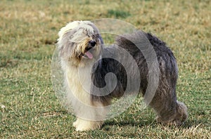 Bobtail Dog or Old English Sheepdog, Adult standing on Grass