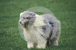 Bobtail Dog or Old English Sheepdog, Adult standing on Grass