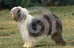 Bobtail Dog or Old English Sheepdog, Adult standing on Grass