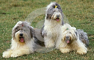 Bobtail Dog or Old English Sheepdog, Adults laying on Grass