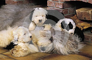 BOBTAIL DOG OR OLD ENGLISH SHEEPDOG, FEMALE WITH PUPPIES LAYING DOWN