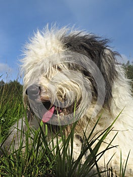 Bobtail Dog or Old English Sheepdog laying on green grass