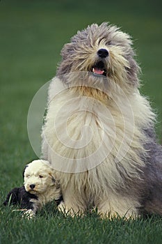 Bobtail Dog or Old English Sheepdog, Mother and Pup standing on Grass