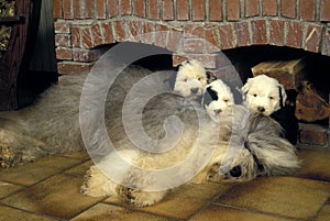 Bobtail Dog or Old English Sheepdog, Mother and Puppies