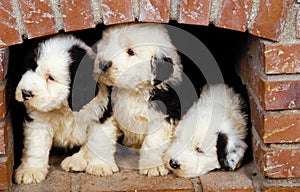 Bobtail Dog or Old English Sheepdog, Pup Hidden under Fireplace