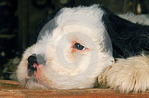 BOBTAIL DOG OR OLD ENGLISH SHEEPDOG, PUP RESTING