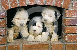 BOBTAIL DOG OR OLD ENGLISH SHEEPDOG, PUPPIES SITTING NEAR FIREPLACE