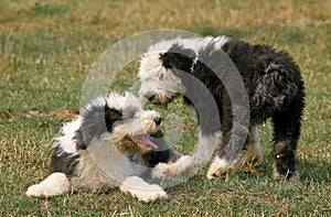 BOBTAIL DOG OR OLD ENGLISH SHEEPDOG, PUPPIES STANDING ON GRASS