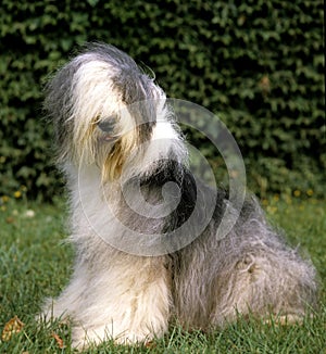 Bobtail Dog or Old English Sheepdog, sitting on Grass
