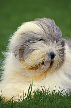 Bobtail Dog or Old English Sheepdog standing on Lawn