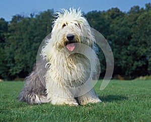 Bobtail Dog or Old English Sheepdog standing on Lawn