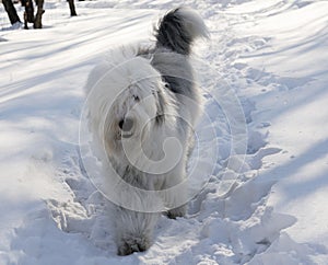 Bobtail dog over snow background