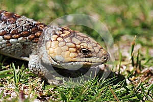 Bobtail Lizard photo