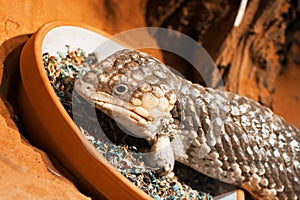 Bobtail lizard Tiliqua rugosa