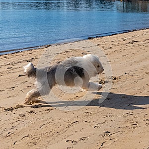 A bobtail, old English sheepdog running