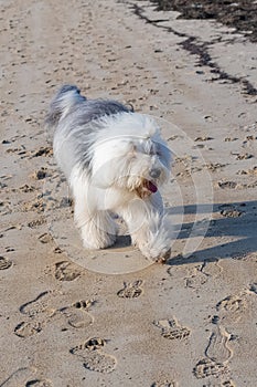 A bobtail, old English sheepdog running