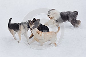 Bobtail sheepdog, labrador retriever, multibred dog and german shepherd dog puppy are playing on a white snow in the winter park.